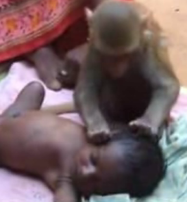 Monkey Babysitter!